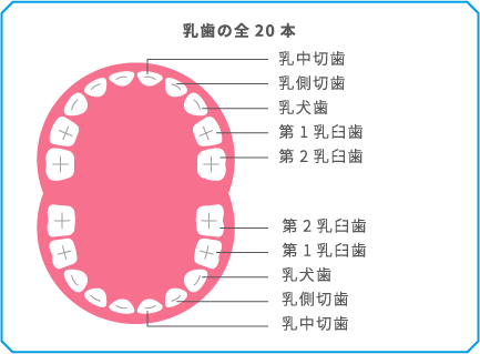 乳歯の全20本 