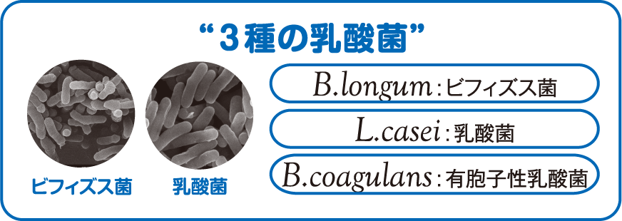 3種のプロバイオティクス乳酸菌