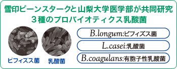 ビーンスターク・スノーと山梨大学医学部が共同研究３種のプロバイオティクス乳酸菌