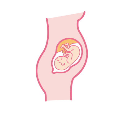 体重 ペース 胎児 増加 胎児の成長を知りたい！胎児の週数ごとの体重の平均について